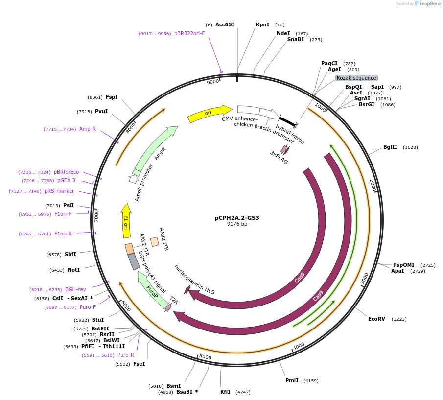 204755-plasmid-map-sequence-id-407582
