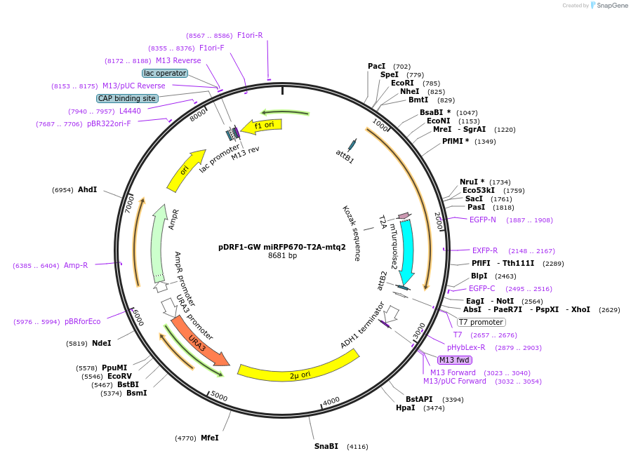 205491-plasmid-map-sequence-id-407599