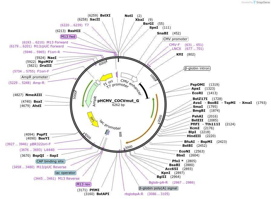 207262-plasmid-map-sequence-id-407611