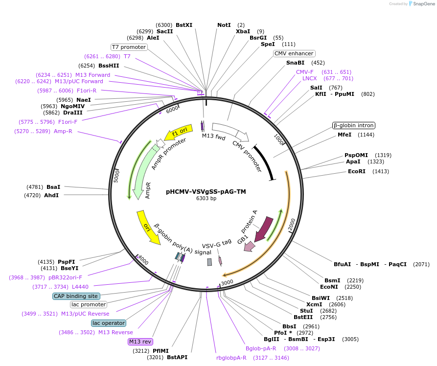 207318-plasmid-map-sequence-id-407612