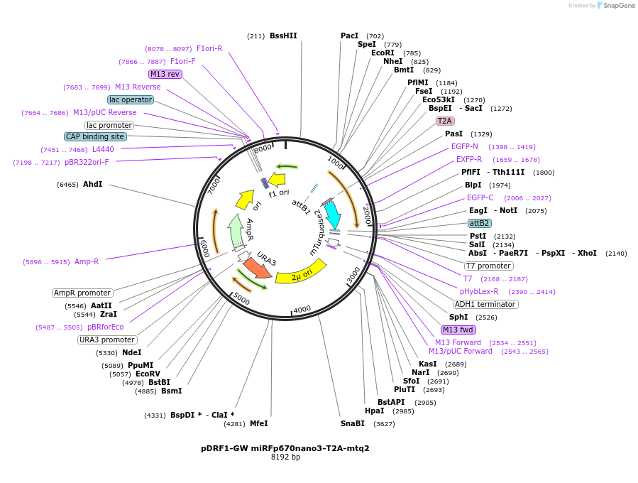 205501-plasmid-map-sequence-id-407613
