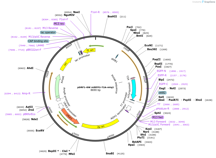 205503-plasmid-map-sequence-id-407616
