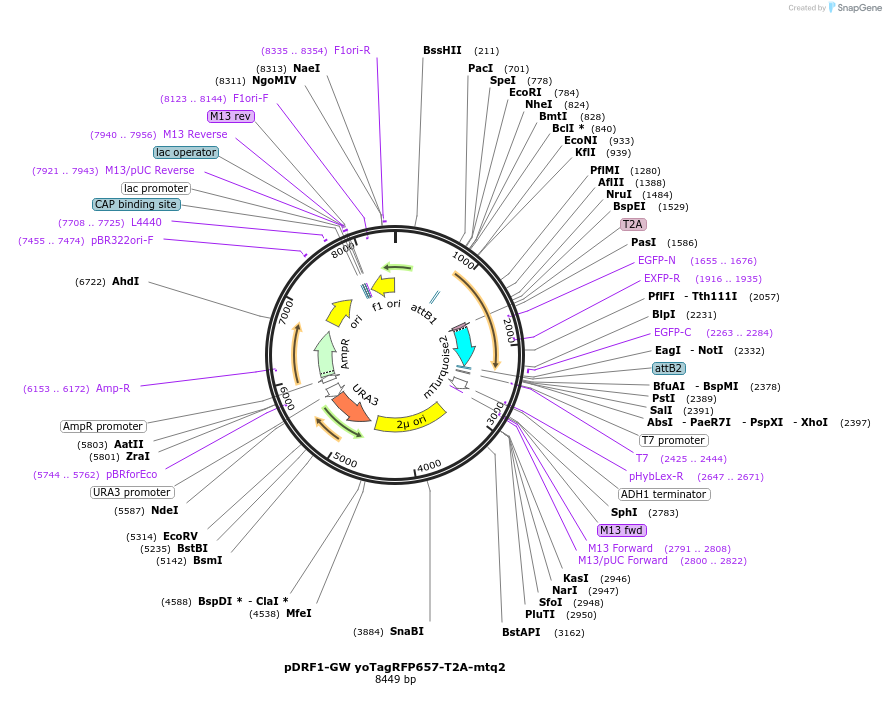 205505-plasmid-map-sequence-id-407617