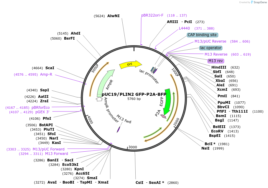 202195-plasmid-map-sequence-id-407622