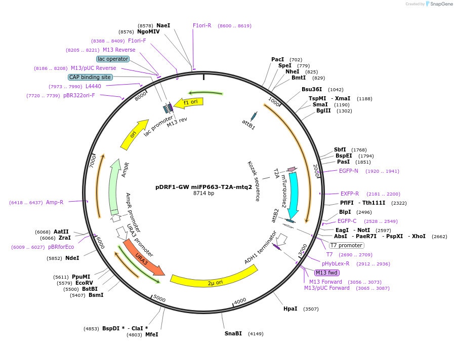 205504-plasmid-map-sequence-id-407624