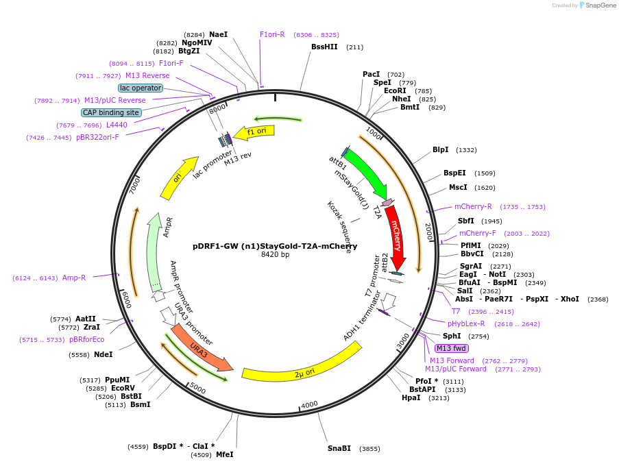 205495-plasmid-map-sequence-id-407625