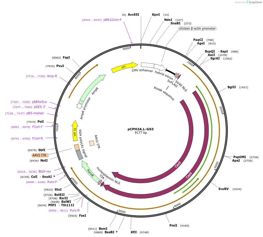204756-plasmid-map-sequence-id-407626