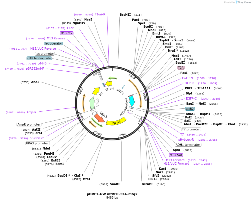 205494-plasmid-map-sequence-id-407633