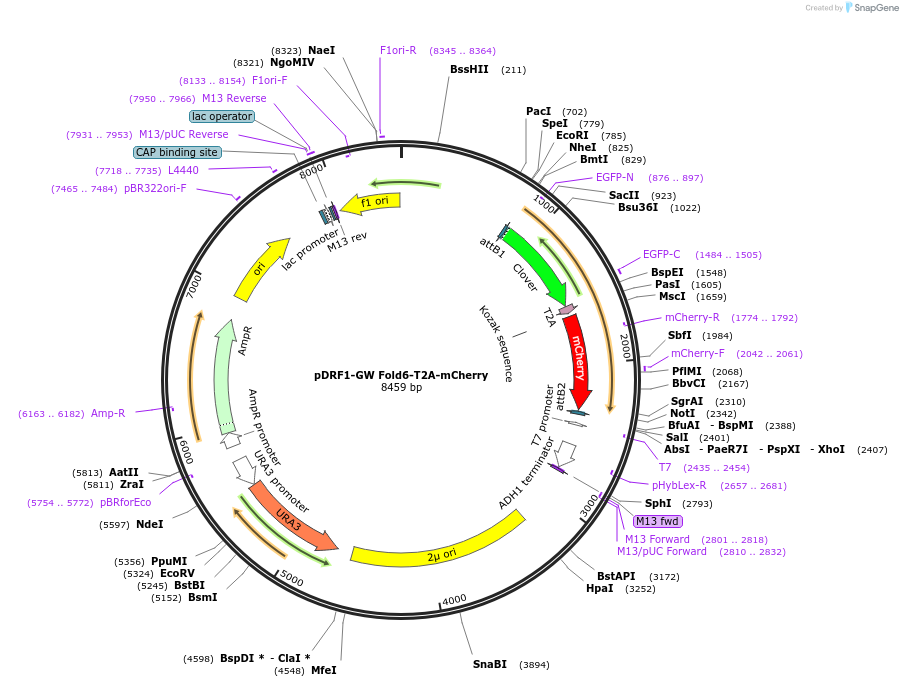 205492-plasmid-map-sequence-id-407634