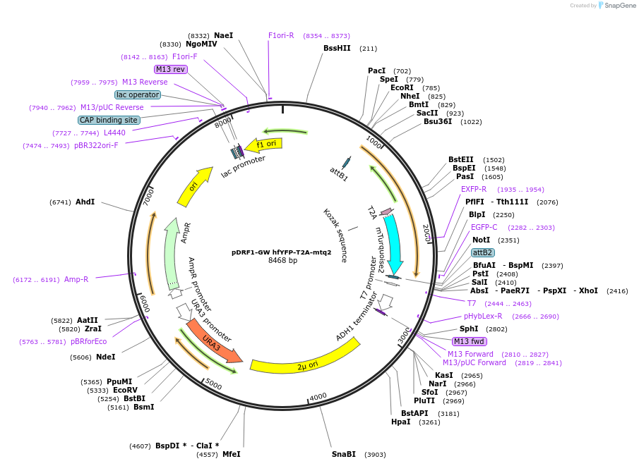 205496-plasmid-map-sequence-id-407635