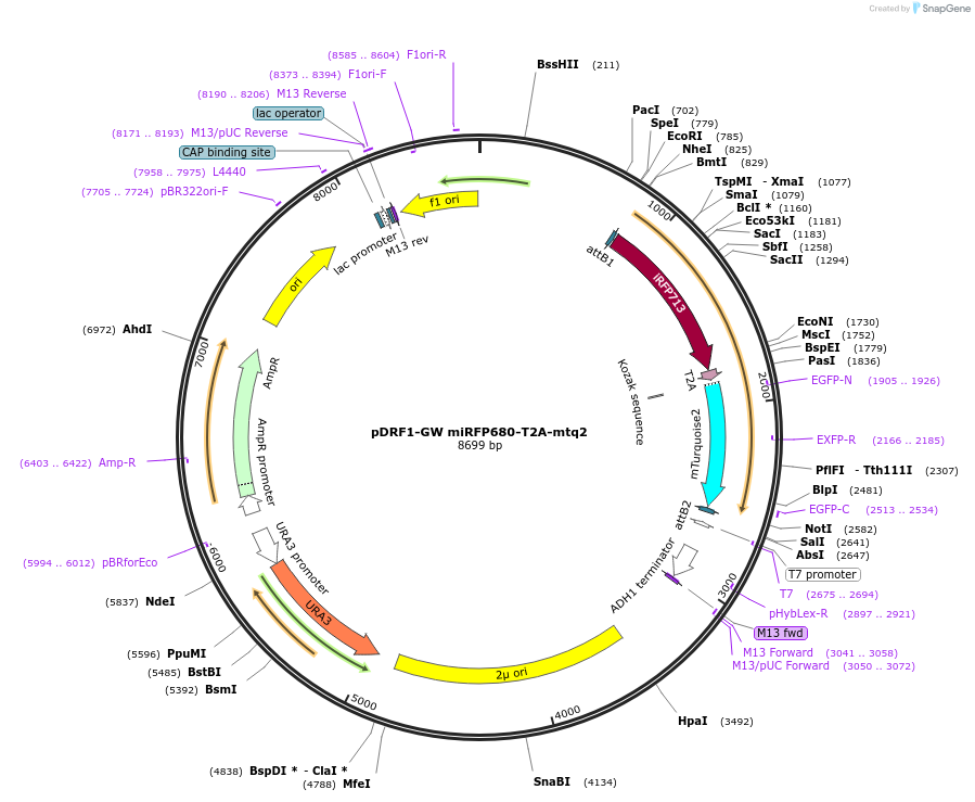 205502-plasmid-map-sequence-id-407639