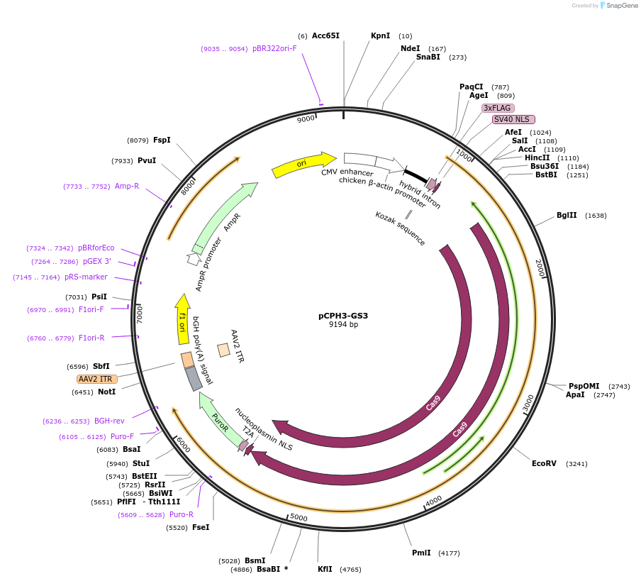 204761-plasmid-map-sequence-id-407640