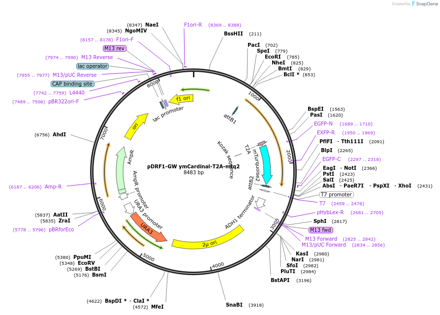 205508-plasmid-map-sequence-id-407641