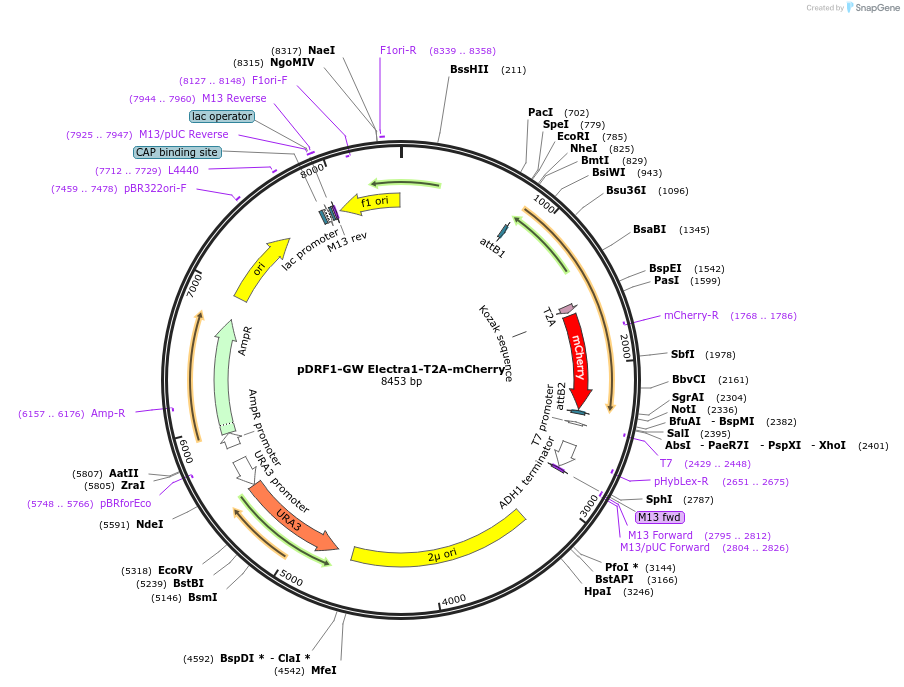 205498-plasmid-map-sequence-id-407643