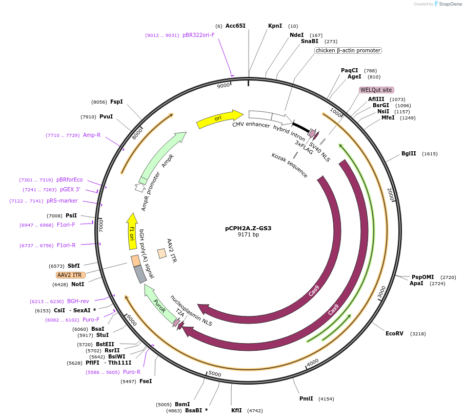204758-plasmid-map-sequence-id-407644