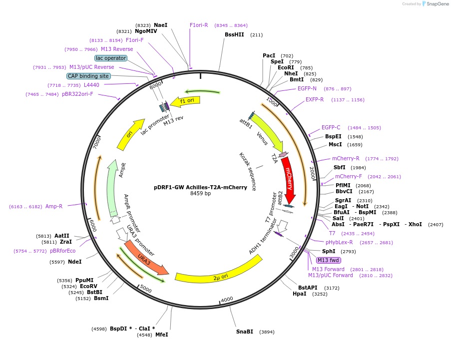 205499-plasmid-map-sequence-id-407646