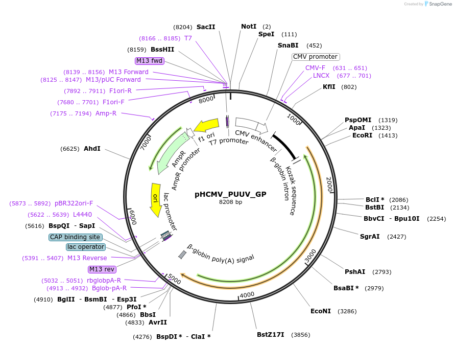 207301-plasmid-map-sequence-id-407650
