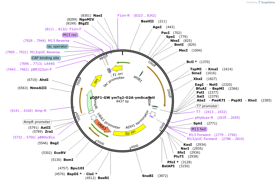 205509-plasmid-map-sequence-id-407651