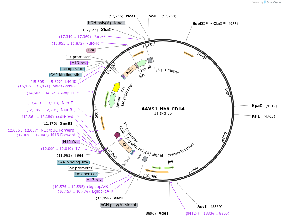 204344-plasmid-map-sequence-id-407654