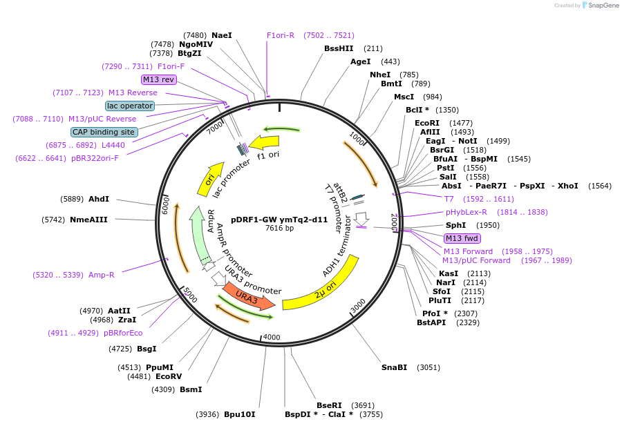 205490-plasmid-map-sequence-id-407702