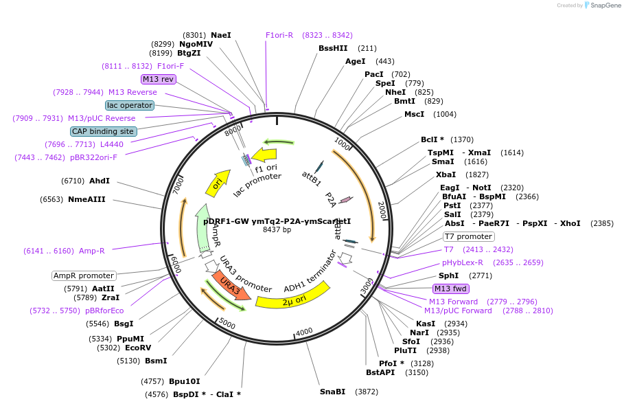 205500-plasmid-map-sequence-id-407703