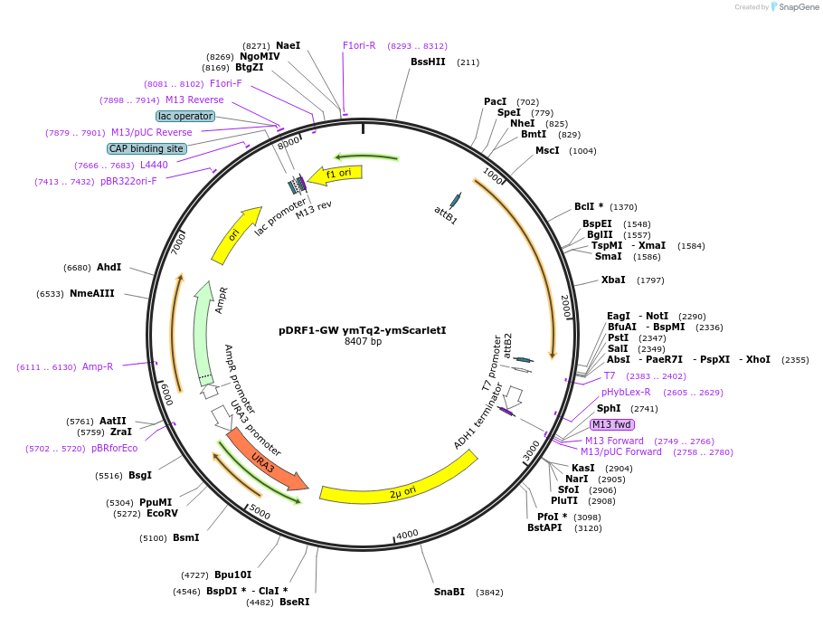 205512-plasmid-map-sequence-id-407704