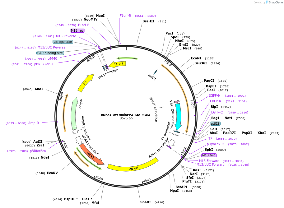 205497-plasmid-map-sequence-id-407705