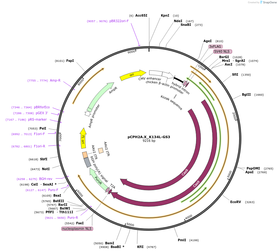 204750-plasmid-map-sequence-id-407710