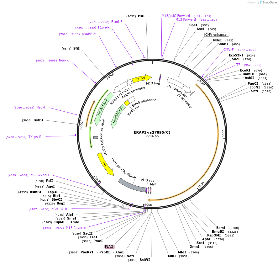 206142-plasmid-map-sequence-id-407711