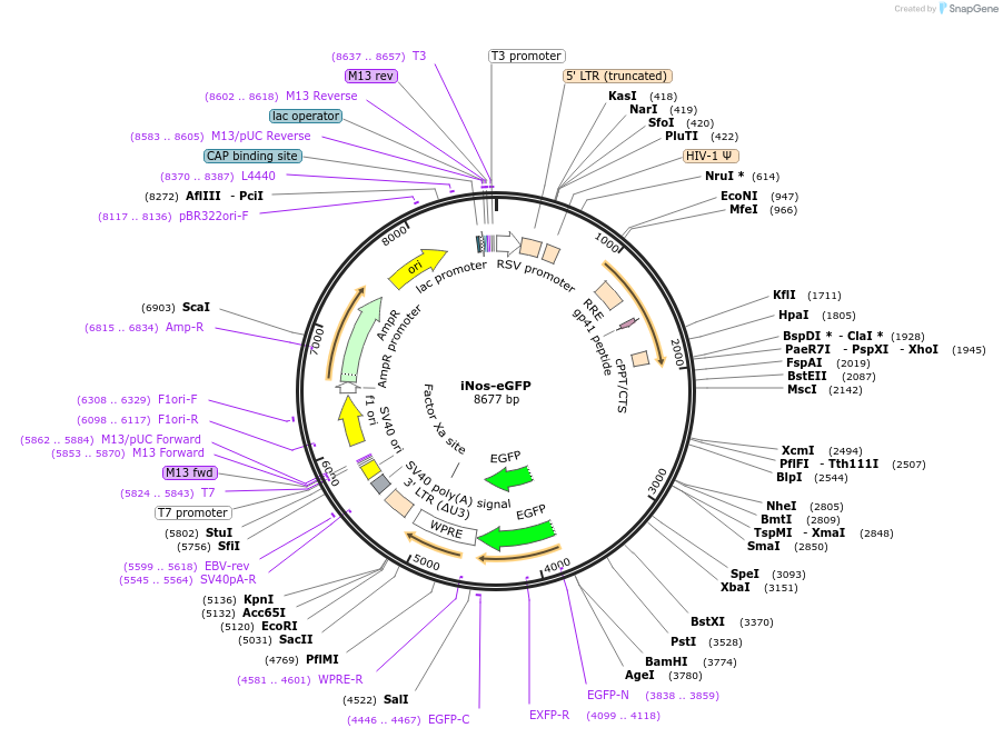 207251-plasmid-map-sequence-id-407715