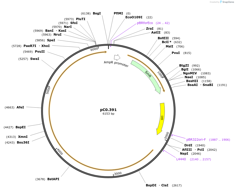203948-plasmid-map-sequence-id-407725