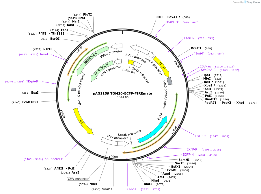 196693-plasmid-map-sequence-id-407767