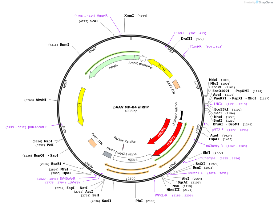 206926-plasmid-map-sequence-id-407770