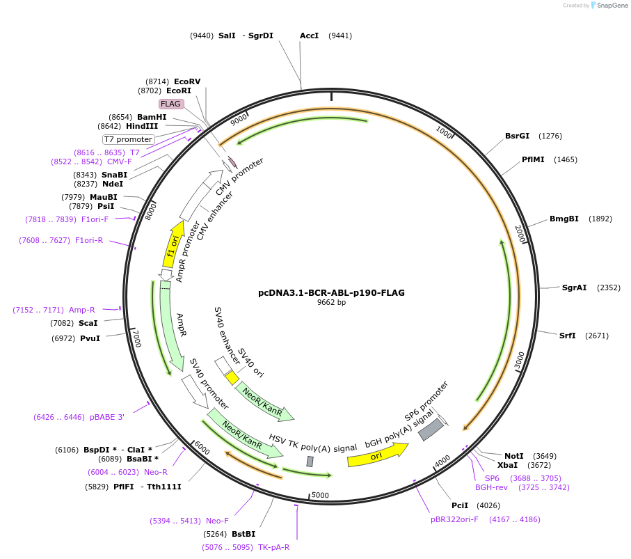 205620-plasmid-map-sequence-id-407784