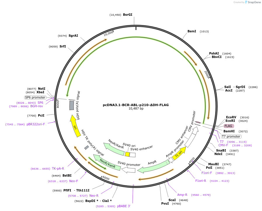 205629-plasmid-map-sequence-id-407787