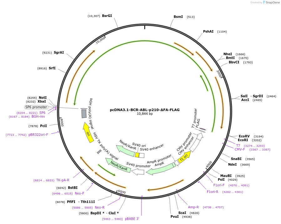 205625-plasmid-map-sequence-id-407788