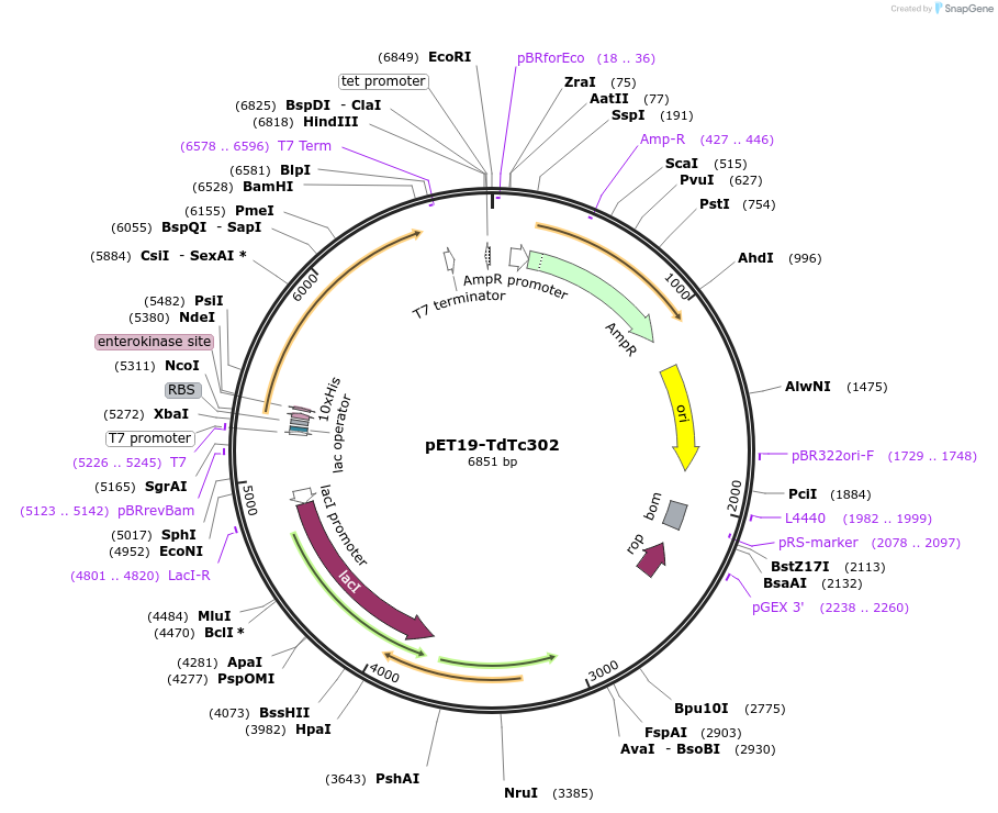 207461-plasmid-map-sequence-id-407790