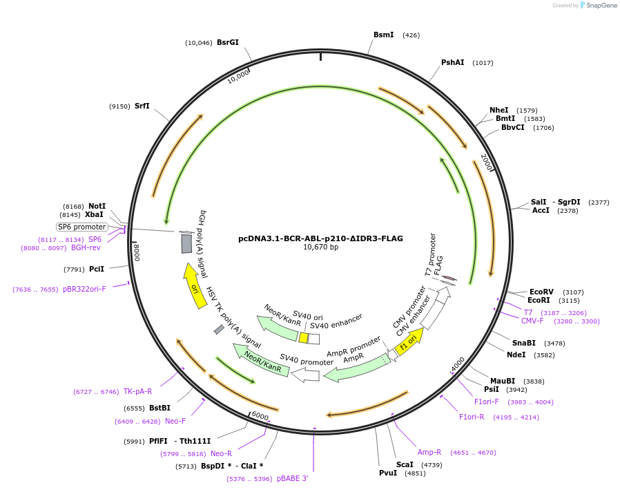 205624-plasmid-map-sequence-id-407820