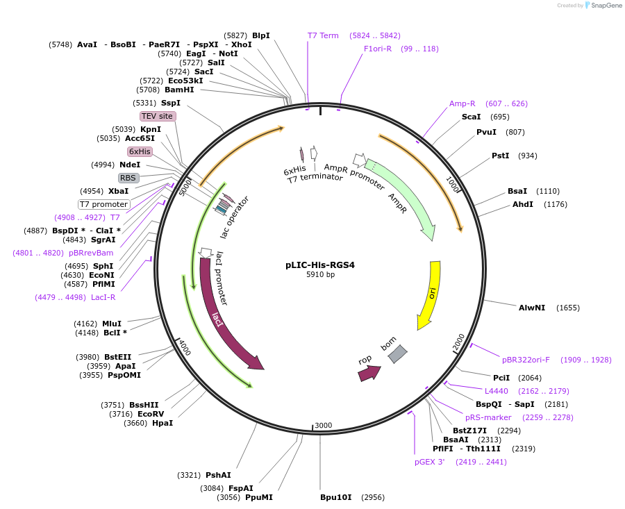204847-plasmid-map-sequence-id-407823
