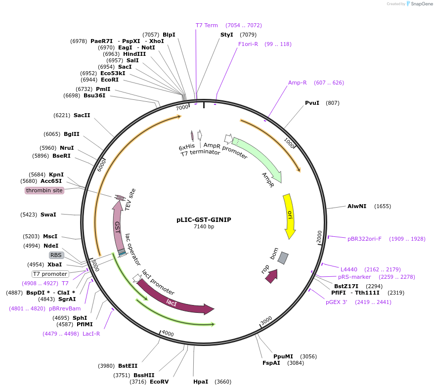 204844-plasmid-map-sequence-id-407826