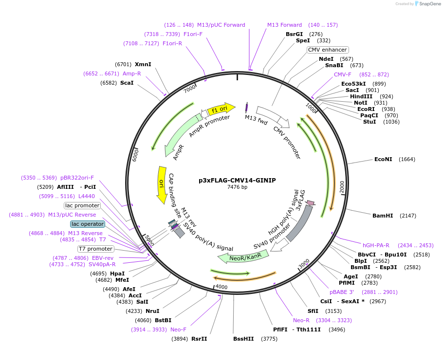 204845-plasmid-map-sequence-id-407833