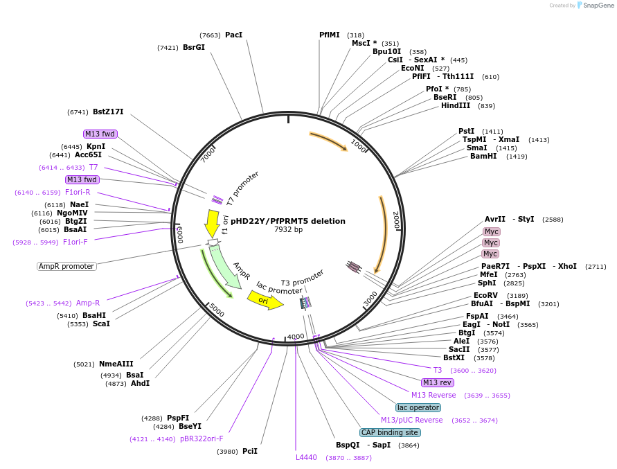 203161-plasmid-map-sequence-id-407839