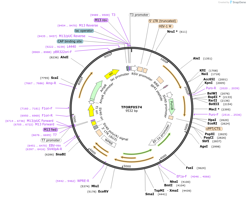 143714-plasmid-map-sequence-id-407845