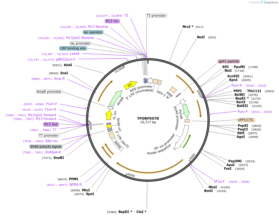 143715-plasmid-map-sequence-id-407846