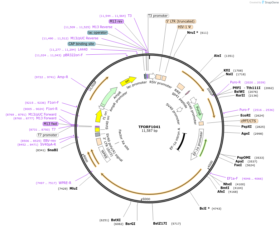 143747-plasmid-map-sequence-id-407848