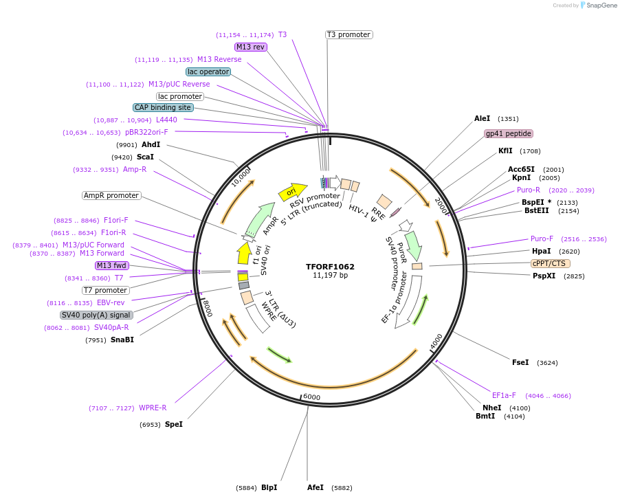 143751-plasmid-map-sequence-id-407851
