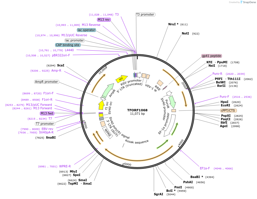 143752-plasmid-map-sequence-id-407852