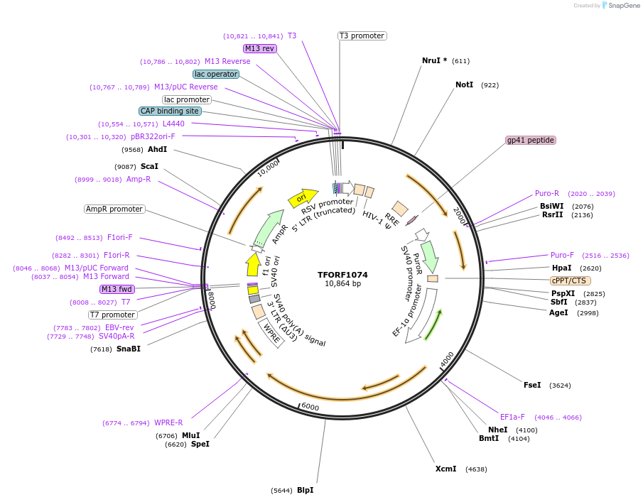 143753-plasmid-map-sequence-id-407853