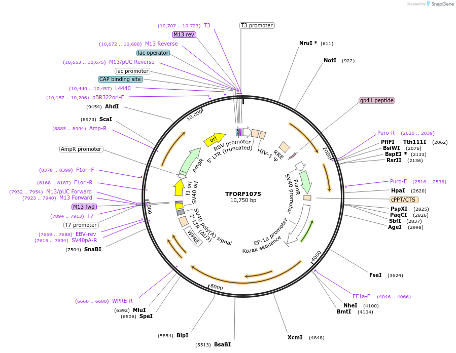 143754-plasmid-map-sequence-id-407854