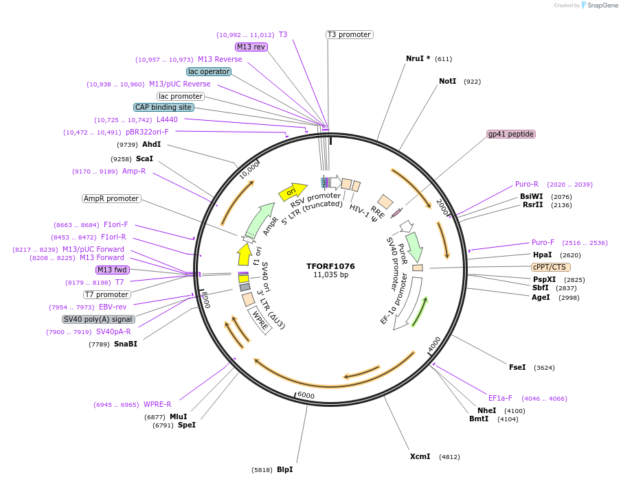 143755-plasmid-map-sequence-id-407855